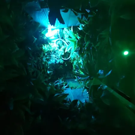 La Jungle Liebeshotel